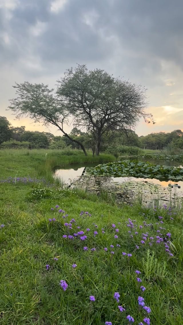 Take a pause as the sun goes down
#ecopsychology #roottoriseglobal #aliveecojourneys