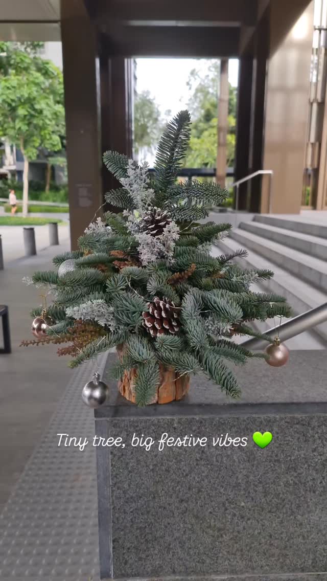 A tiny Christmas tree, a big festive feeling 🎄
This little nobilis fir fills the room with such a cozy, natural scent.
Handcrafted, simple, and full of warmth—just the way Christmas should be.
#freshnobilis #xmastree #christmassmell #festivedecor #christmasDIY holidaycraft