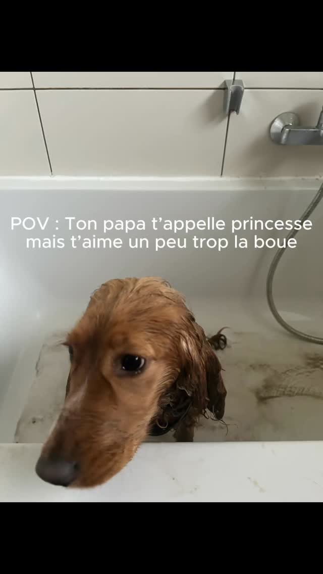 POV : Ton chien est croisé phacochère et passe souvent par la case baignoire 🙈
Ta meilleure arme? Le shampoing doux Vitalcare ✨
- Liste INCI courte pour virer le superflu et garder que l’essentiel
- Des ingrédients doux qui respecte leur peau
- Sans parfum artificiel pour préserver leur truffe délicate
Disponible sur notre site internet, lien en bio !
#petproducts#cutedog#cockerlove