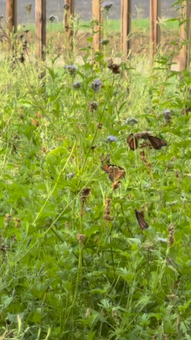 We don’t just plant gardens; we build ecosystems🌿
Meet Gregg’s Mistflower-the absolute MVP of the Texas landscape. Low water, high impact, and a literal magnet for butterflies.
Ready to grow wellness in your own backyard? Reach out to us to start your consultation!
#NativePlants #GreggsMistflower #ButterflyGarden #SustainableLandscaping #LandscapeCoop #PollinatorPathway