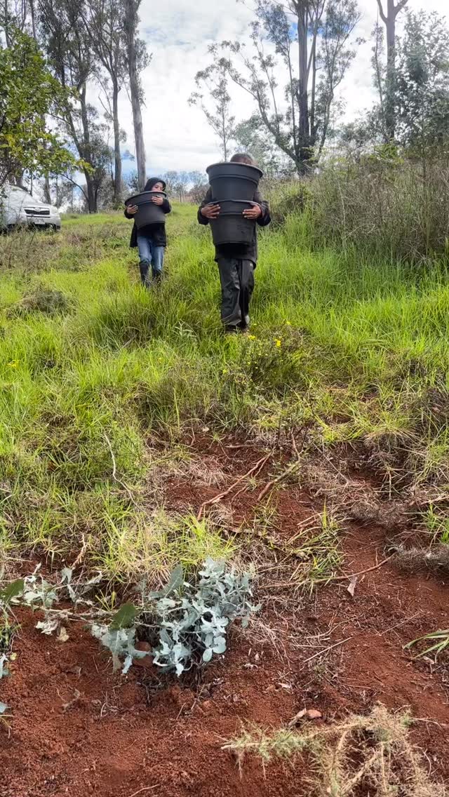 OMG!!! We’re almost at 1,700 followers since we started!
Mahalo nui loa for the stories you share, the messages you send, and the support you give as we continue lifting those heavy buckets of education—the ones filled with too many boundaries, no’s, don’ts, and can’ts—and dumping them right back into the dirt… because we can, we will, and we are.
We dig anyway.
One scoop at a time.
With rusted shovels from overuse and gloves stained with healthy mulch—bringing life back to what education should be.
We believe in planting seeds and watching them grow. 🌱
Natural learning. Real experiences. Trusting the process.
This post also marks our 4-year anniversary, and we truly could not have done this without our community—our friends, our families, and everyone who believes that education in nature doesn’t just work… it thrives.
Our keiki are strong.
They are smart.
They have powerful ideas.
When given space, they become leaders—shining simply by being who they are, at their pace.
We love you all so much. Thank you for walking this journey with us. 🤍
— Pono Outdoor Program #ponooutdoorprogram #outdooreducation #mauihomeschooling #knowourrights #handsonlearning #learningthetruth