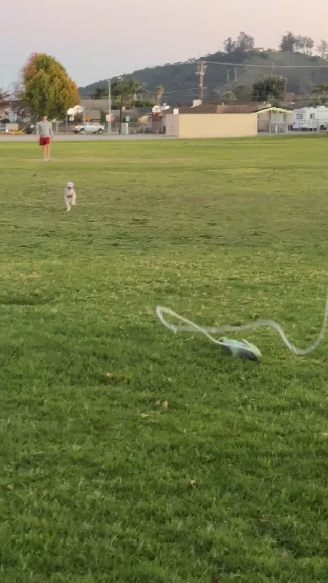 Had to jump on this trend of putting gospel music over dog zoomies. Jettie’s got that fire of the spirit 🙌🏽😂