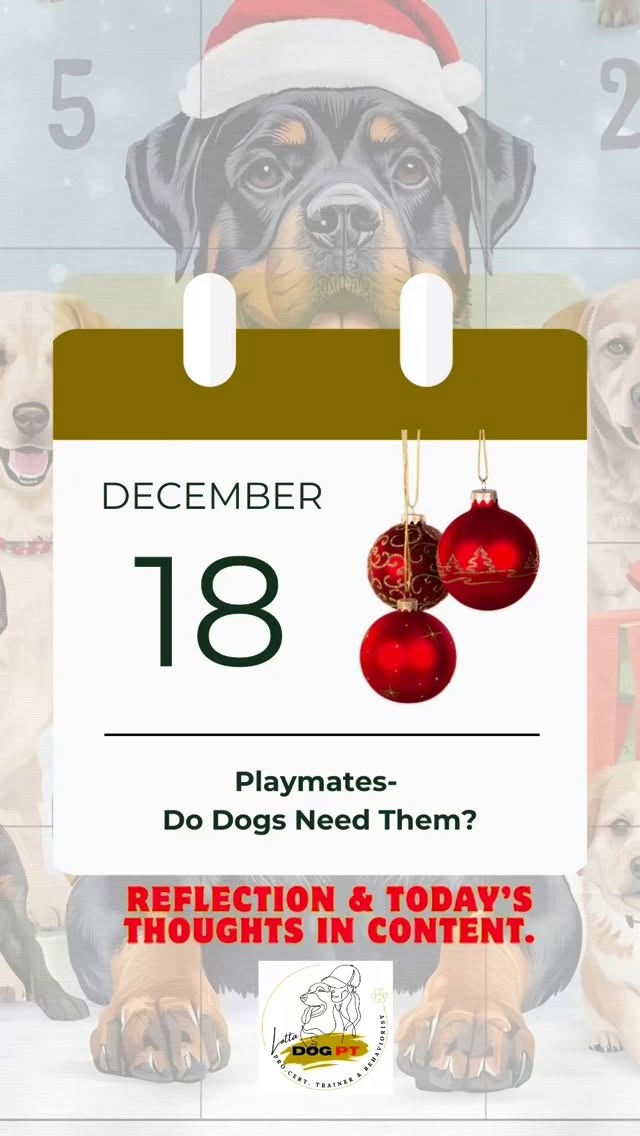 🎄 Day 18- Playmates: Do Dogs Need Them?
The question comes up regularly.
Do dogs need playmates, or not?
The answers often fall into two extremes:
• “My dog greets and plays with everyone.”
• “My dog doesn’t need any playmates at all.”
Personally, I’m somewhere in between.
Ecco doesn’t greet every dog and he doesn’t play with every dog either.
He’s a large dog, and even though he plays very politely, one paw from him can easily put a smaller dog at a disadvantage.
He has clear body language, is responsive in play, and adapts well to his friends.
I also see no need for him to have many playmates.
A few safe, familiar relationships are more than enough: three females and one male (his brother).
✨ Why playmates can be valuable
Research and ethology show that social play between compatible dogs can support better understanding of canine body language, social skills, as well as physical and mental fatigue.
Play with a trusted dog friend happens in a way we humans can never replace.
✨ Why dogs don’t need to play with everyone
Dogs have no real need to play with many or unfamiliar dogs.
Instead, it can create expectations, frustration, and increase the risk of misunderstandings.
Research also suggests that quality matters more than quantity when it comes to dogs’ social relationships.
✨ How I build safe friendships
We always start with walks together, without play.
The relationship is allowed to develop calmly.
Once the dogs know each other, we vary the meet-ups: sometimes walks, sometimes training, sometimes play, so play doesn’t become an automatic expectation.
✨ Important to keep in mind
Breed, sex and age affect play style.
Play should always be voluntary and mutual, and owners should supervise.
Play can look and sound rough but both owners need to be able to tell when it’s healthy and when it escalates.
Walking together with dogs who are not playmates is something completely different and just as valuable.
🌟 Small exercises, big joy, every day together.
See you tomorrow ❣️🐾
#dogtraining #rottweilerlife #dogplay #doglanguage #rottweiler_feature