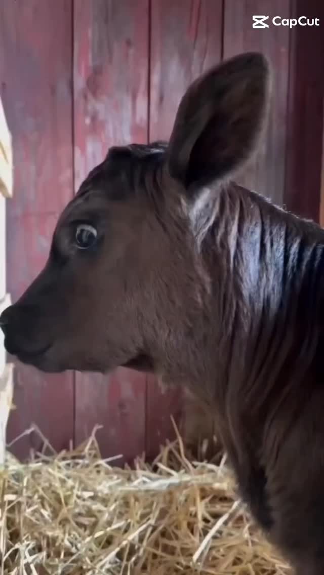 It is Hot "Milk" Forge after all.
book your place @ www.hotmilkforge.com
#learntoblacksmith #blacksmithingclasses #mindfullness #forgedinfire #damascus #patternwelding #blacksmith #ironwork #sanmai #hotmilkforge #irishblacksmith #eveningclasses #bladesmithing