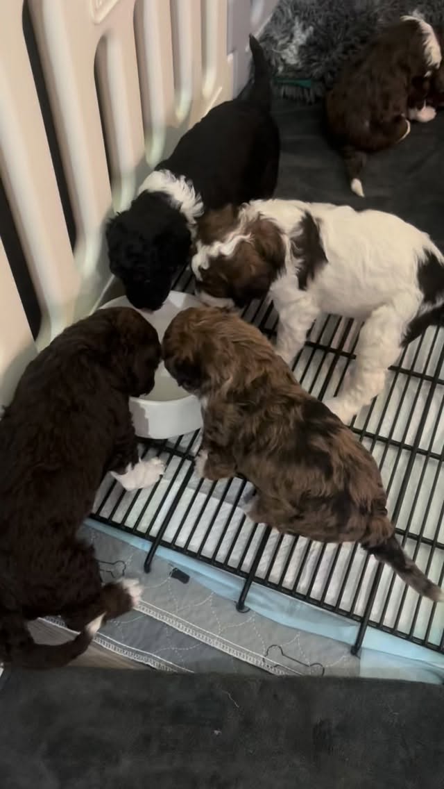 Lots of firsts for the “Old Money” crew this week!
⭐️New puppy area in the front room,
⭐️new potty area, ⭐️first food,
⭐️first water,
⭐️daily exposure items.
The littles are absolutely thriving! They’re a very quiet and content bunch… we love easy puppies!
#bernedoodle, #love, #bernedoodlepuppy #puppylove #puppies #therapydog #bernedoodles #puppy