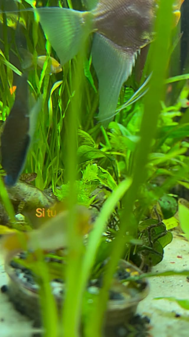 El agua clara no siempre es agua sana.
En acuarios, lo más peligroso suele ser invisible: desequilibrios químicos que el ojo no detecta.
Este video explica por qué un pez puede morir incluso en un acuario que “se ve perfecto”.
¿Te ha pasado alguna vez? Léelo en los comentarios #acuarios
#pecestropicales
#Acuarismo
#peces
#AcuariosEcuador