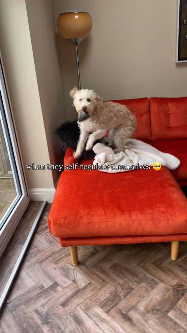 We’ve proud of you, Dolly!
Self regulating is a wonderful attribute to have and it takes some dogs longer to understand why it’s soo good for them.
#dogsofinstagram #petsitterofinstagram