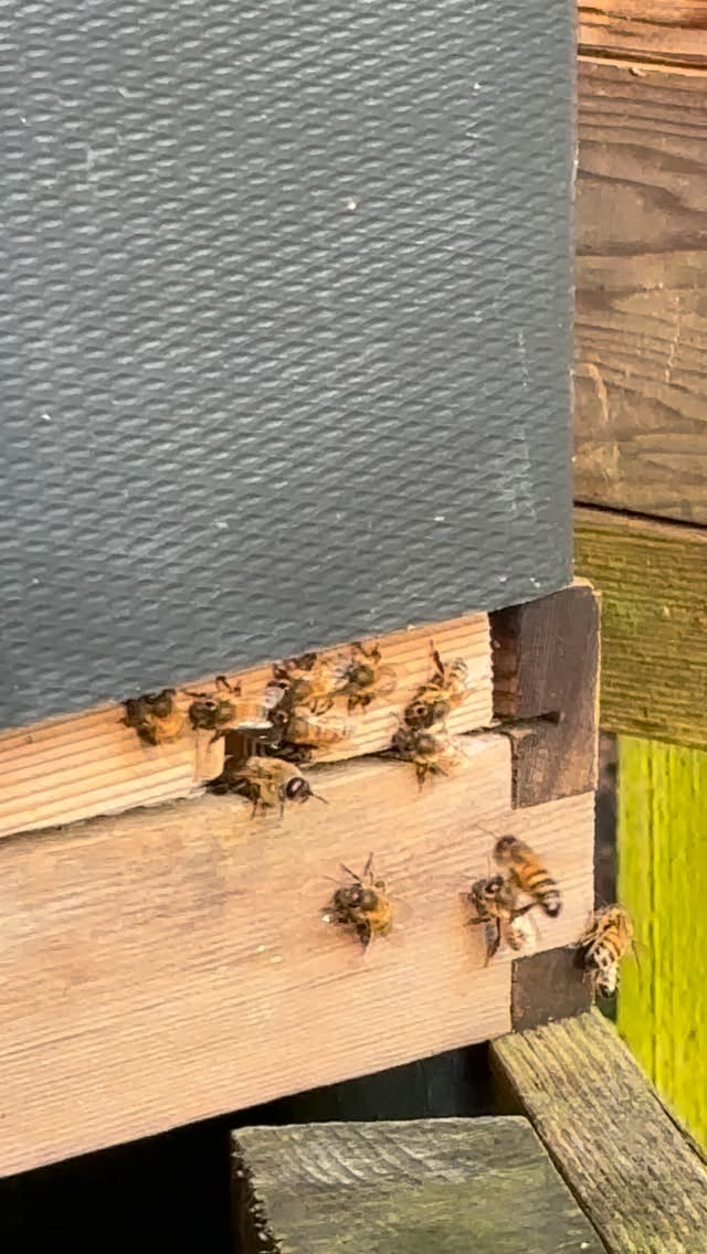 🍯 Just made a delivery of fresh Ringwood and Alderholt honey to @bakehouse24 and it was very busy in town. People are out and about food shopping and getting their last minute gifts. I was pleased to get back to our bees who are also out and about, foraging and enjoying the welcome sunshine after yesterday’s storm.
🐝 We’d like to say a huge thank you to everyone who has kept us so busy again this week. Gift bags are nearly gone, out of stock of all sizes of Burley honey and 12oz Ringwood honey and just 2 places left on our Bee Experience days for 2026 (Sunday 26th July). We seem to have sold a lot of honey recently, whether it’s because flu season is upon us or whether it’s because you enjoy the taste, we really don’t know, but we are beyond grateful for your support 🙏🏻
🎅🏻 We will close on Monday 22nd December at 5pm and reopen again on Monday 5th January. We won’t be making any deliveries during that time so please make sure you get your orders in well before then. The website is completely up-to-date; if you can’t order it, it means we’ve run out!