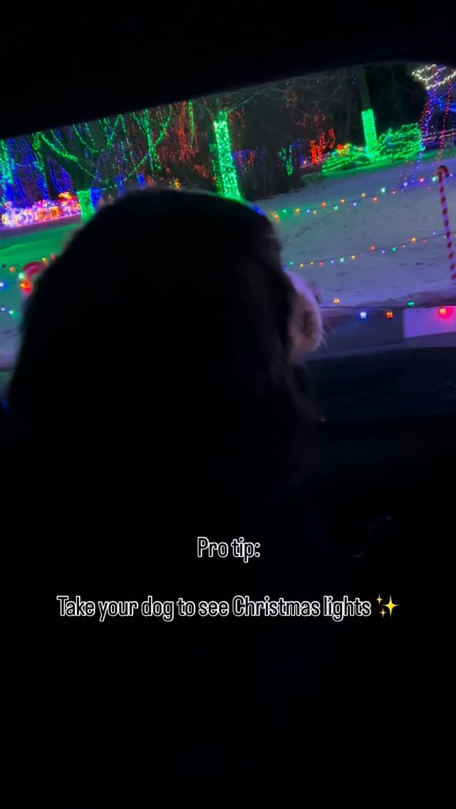 Ernie’s favorite day of the year is @kiwanislights day!
Every December, we drive down to Mankato to take the boys (and sis) to see the spectacle. 🎄
This year, we parked and walked through part of the lights display. Pups stayed in the car, but sis got to see reindeer visiting from the North Pole!
Wishing all our friends a bright and festive holiday season ❤️