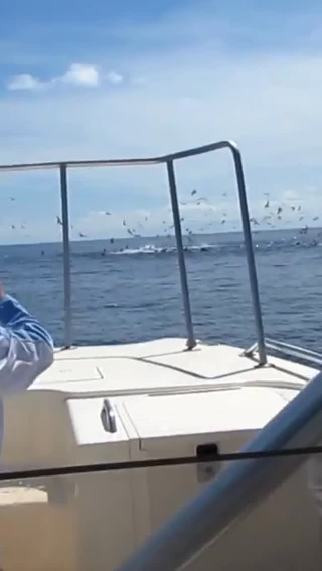 Pure chaos. Bent rods. Screaming drags.
This is what Panama looks like when the tunas show up.
In the latest episode of Saltwater Euphoria, Captain Ricky sits down with Shane Jarvis, the owner and driving force behind @panamafishing (Sport Fish Panama Island Lodge), to break down one of the most explosive fisheries on the planet.
From tuna blitzes and big marlin, to and inshore action on roosterfish, snapper and more, this episode dives deep into why Panama belongs on every serious anglerās bucket list.
š§ Full episode out now
š Listen wherever you get your podcasts
š Link in bio
If this clip fired you up⦠just wait until you hear the stories behind it. š„
#SaltwaterEuphoria #TunaBlitz #PanamaFishing #OffshoreFishing #BigGameFishing #SportFishingLife #BentRods #Foamers #SaltLife #FishingPodcast #saltwatereuphoriapodcast