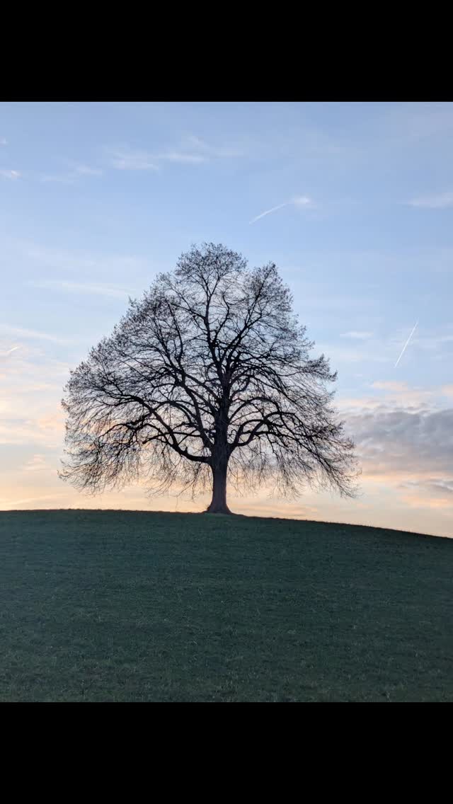 Wunderschöner Baum bei traumhaftem Licht heute auf dem Üetliberg