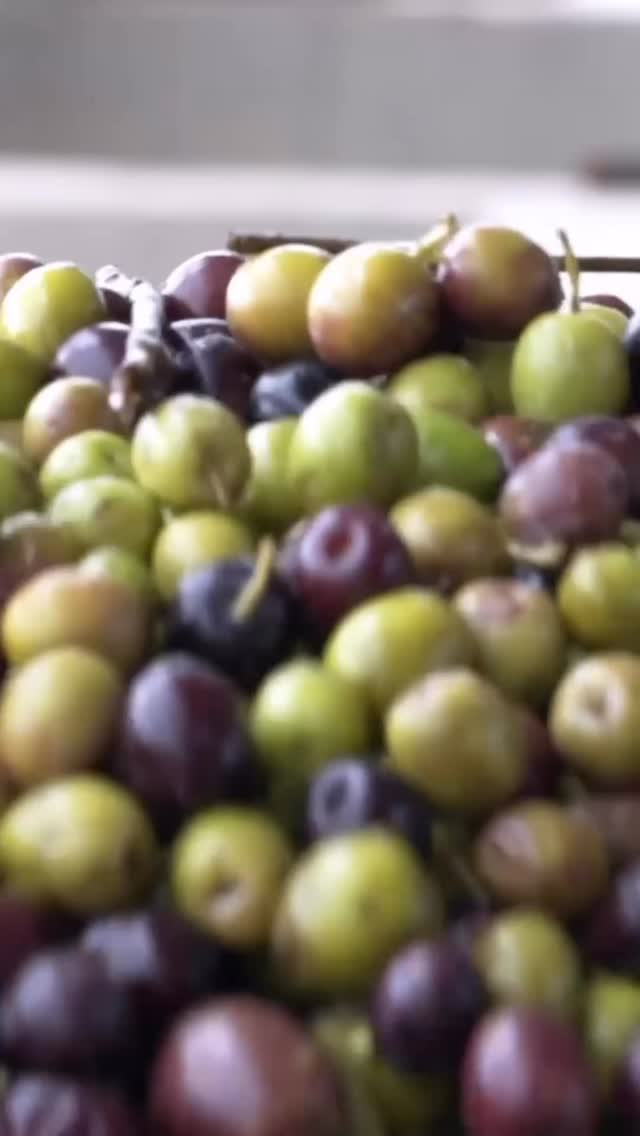 A traditional Tuscan olive oil blend is built on Frantoio and Leccino varieties, selected for balance and structure.
Secondary varieties, including Pendolino, Coratina, and others, are also used to add complexity, texture, and depth. All of these varieties and more are grown in one of the Certified Organic Olive Orchards we dig from.
Premium Field-Dug Olive trees, delivered anywhere in California.
#landscapecontractors
#architects
#landscapearchitects
#generalcontractors
#gardendesign
#napavalleygardens
#nurseries
#treesales
#mediterraneangardens
#olivetrees
#landscape
#winecountrygardens
#field-dug-trees
#fruitlessolives
#asla