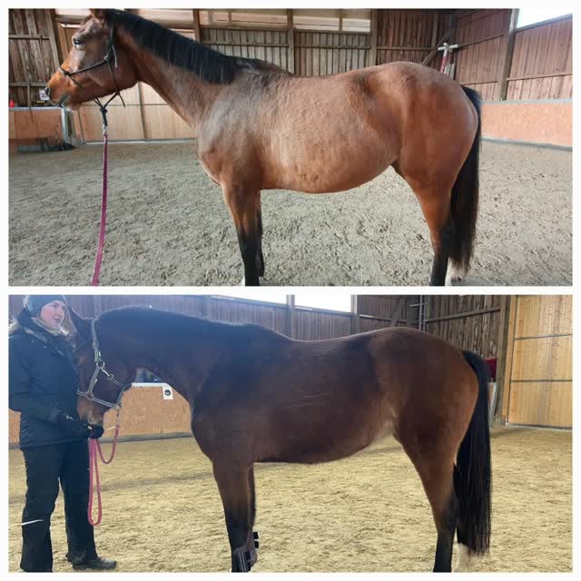 Püppi ist wieder gut zu Hause angekommen.🐎🍀🌸
Nach vier Monaten Beritt durfte auch die kleine Sternfee zurück in ihr gewohntes Umfeld.
Leider steht mir nur ein Vergleich von November zu Dezember zur Verfügung – zwischen den Fotos liegt etwa ein Monat.
Die Bildqualität ist nicht optimal, dennoch bin ich gespannt: Welche Veränderungen oder Details fallen euch auf?
#Pferdeausbildung
#Beritt
#Jungpferdearbeit
#Pferdeentwicklung
#vorhernachher