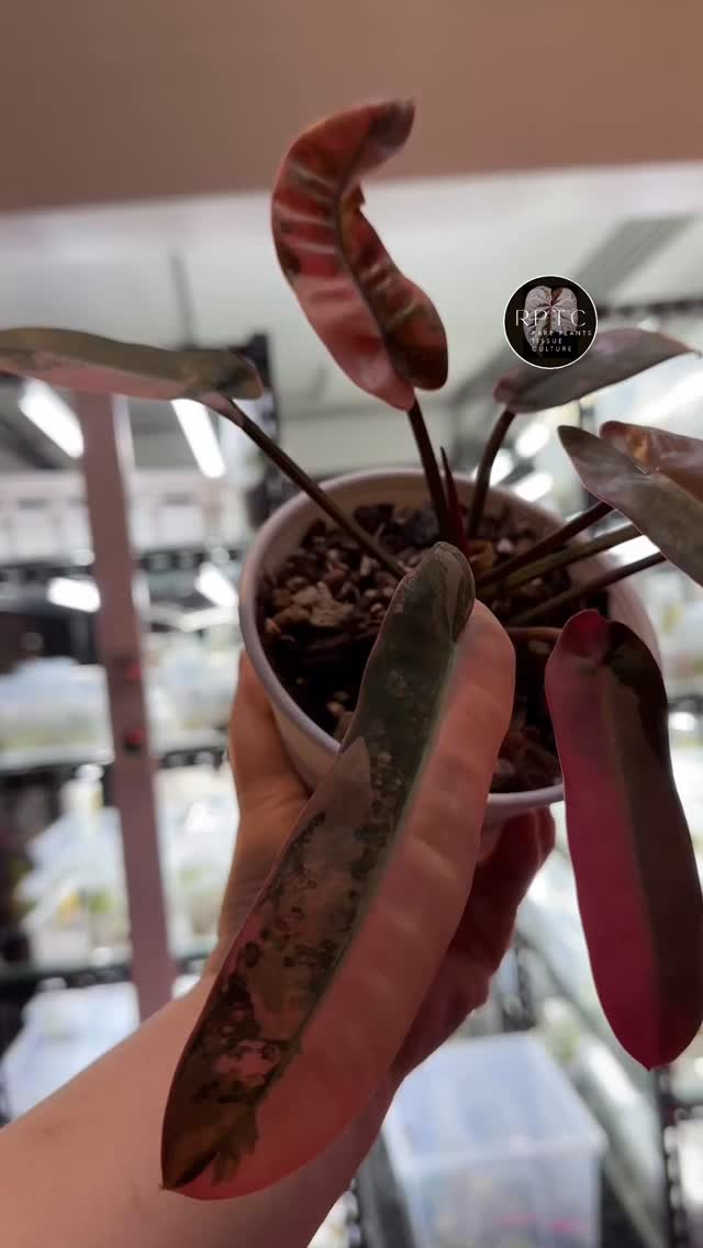 Same pot, different lighting, always pink. Atabapoense pink, not to be confused with Atabapoense copy variegated, which is a totally different variegation that doesn’t turn pink.
Specimen plants and wholesale potted plants are now available in our shop with prices listed at our website www.rareplantstissueculture.com/wholesale-potted-plants
#philodendronatabapoensepink #philodendronatabapoense #pinkplants