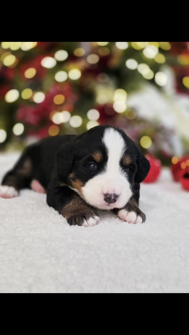 Lime green boy at 3 weeks.
#bernesepuppy #bernesemountaindog #bernesemountaindog #berner #bernesemountaindoglove