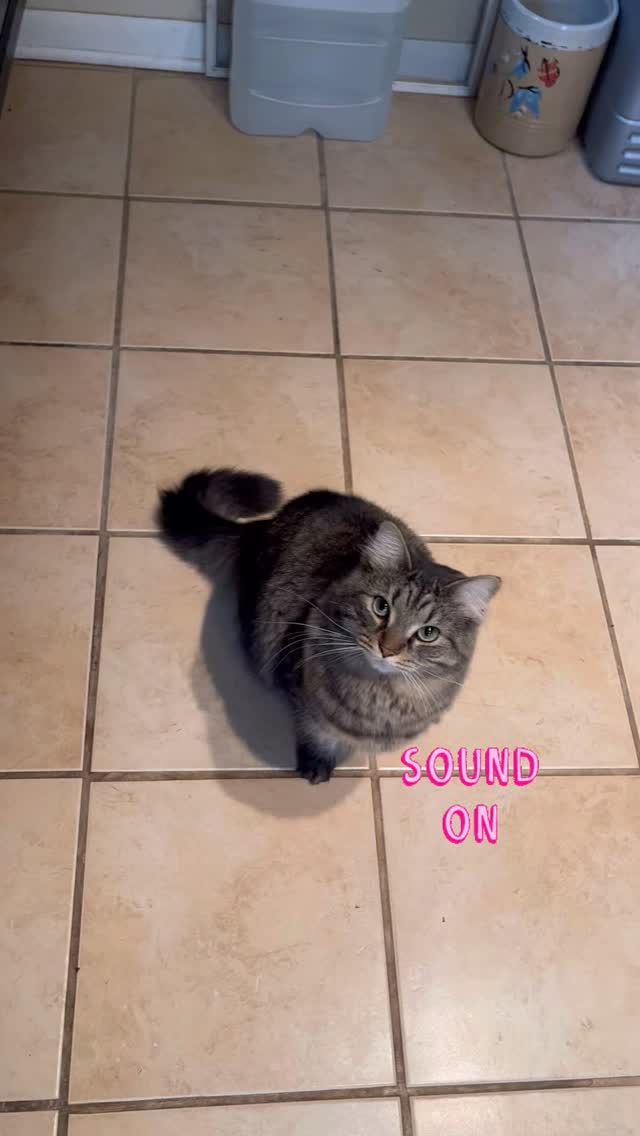 Meal time = Ivy’s favorite concert 🎶
Featuring the cutest chirps, squeaks, and very important meows.
#catsitter #meow #richmondindiana #centervilleindiana #hungrykitty