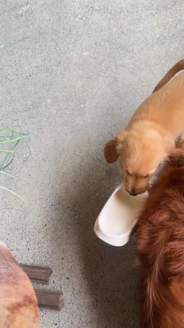 Clementine, being such a sweetheart, was happily carrying the thong around. It was a joy to watch her enjoy herself 🥰🥰🎄
She has gone to her new home 🥰
