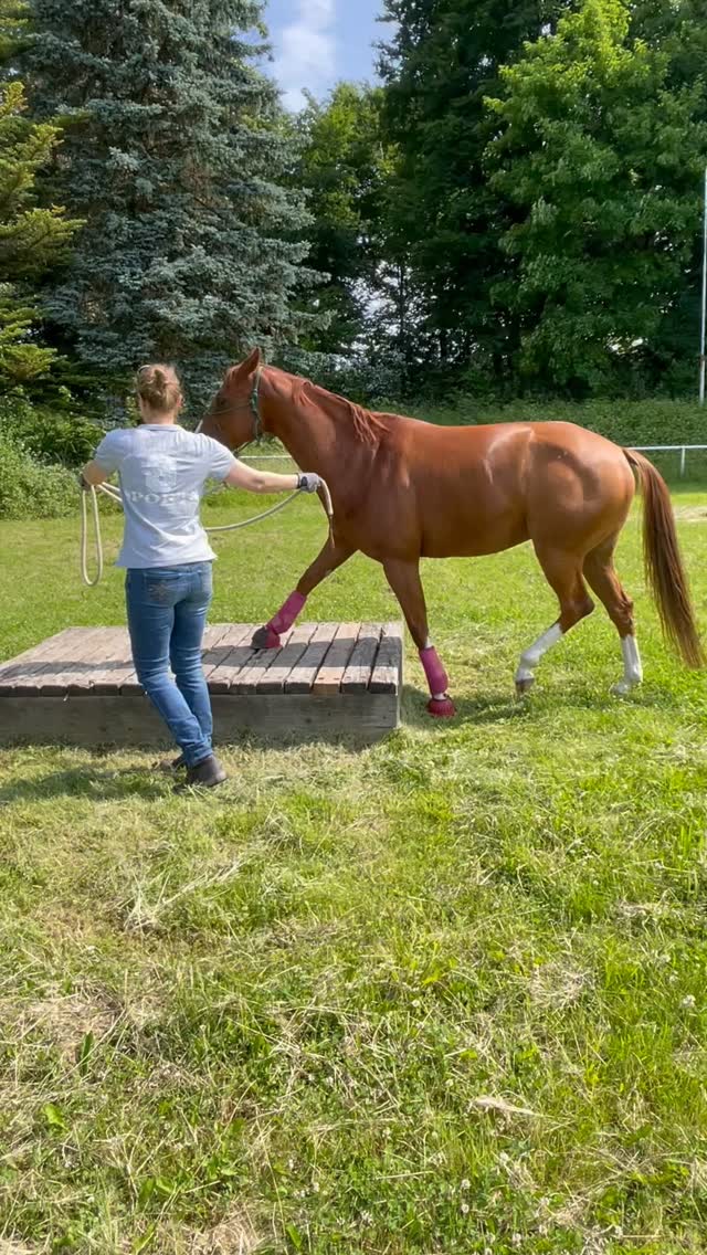 “Mein Pferd geht nicht aufs Podest!” - Kennst du das? 🤔
Hier siehst du, wie entspannt es geht - wenn die Vorbereitung stimmt.
Die wichtigsten Punkte:
• Gerade heranführen - nicht schief
• Schauen lassen - das Pferd darf erst verstehen
• Seil lang genug - es muss sich ausbalancieren können
• Schulterkontrolle - ich steuere es präzise über das Hindernis
• Klare Körpersprache - meine Energie delegiert die Richtung
Siehst du, wie entspannt das läuft?
Das ist Bodenarbeit auf höchstem Niveau - Vertrauen und Technik vereint.
Das Geheimnis:
Die Basis wurde vorher gelegt. Ohne gute Grundausbildung funktioniert auch das einfachste Hindernis nicht.
Jedes Pferd kann das lernen - mit der richtigen Vorbereitung und klarer Kommunikation! 💪
Welche Erfahrungen hast du mit Hindernissen gemacht? 👇
#anjaschwien #extremetrail #bodenarbeit