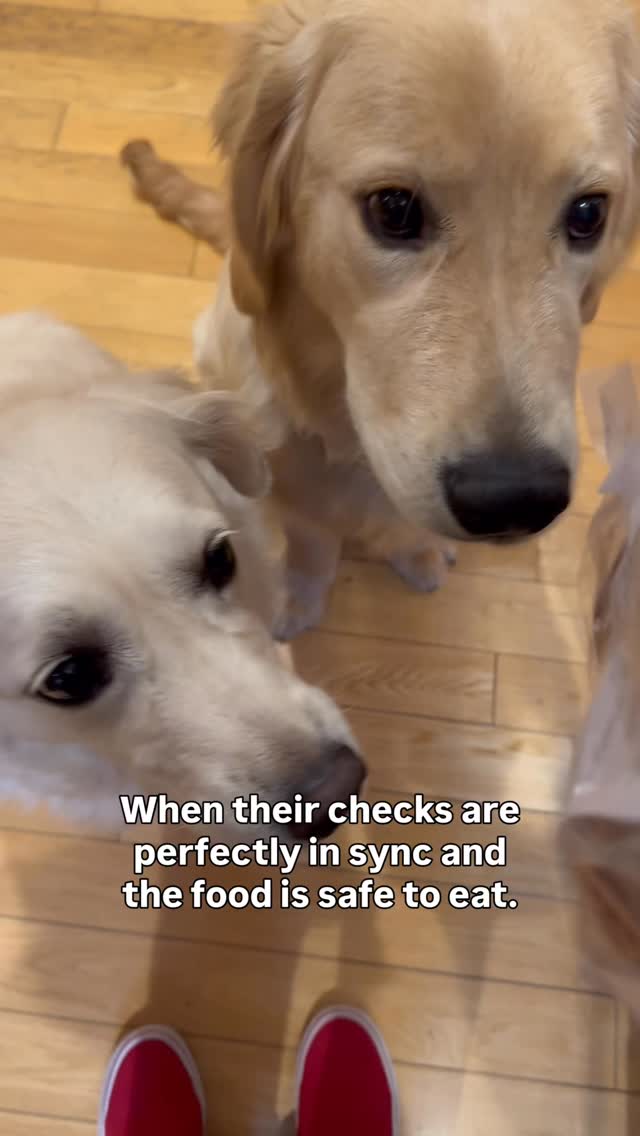 Nothing better than a double-pass on a holiday treat you’d previously have to skip because you just didn’t know if your allergen - or traces of it - came in contact with the food.
Harley is a golden retriever allergen alert service dog trained to detect peanuts for her peanut allergic human. Harley is also known as Detective Harley, F.A.D.D. Food Allergy Detection Dog®️. Cody is her little brother and is training to be just like her. Joey is our Treat Distribution Supervisor. We help food allergy families navigate snacks, restaurants, and food allergy life, one whiff at a time.
🐾 This account is for information only. You should be certain to conduct your own research to ensure your safety from your allergens.
🐾 We encourage sharing our content to help educate and spread food allergy awareness.
#foodallergies #servicedog #goldenretriever