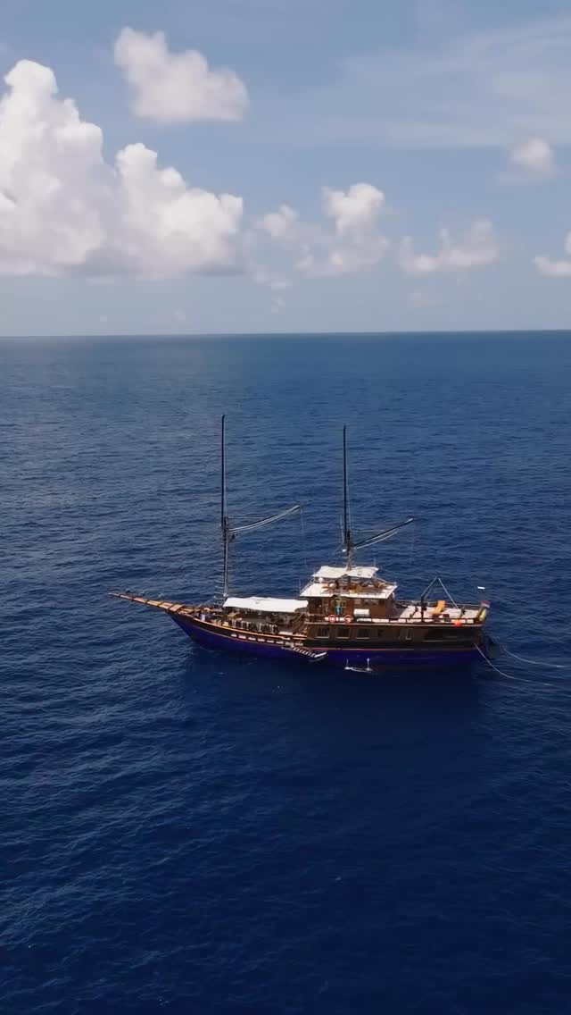 Scott Reef, located off the Kimberley coast in Western Australia, is Australia’s largest standalone coral reef.
The steep slopes of the reef force nutrient-rich upwelling to the surface, providing a vital food source for thousands of resident and migratory species.
Endangered pygmy blue whales have been known to forage around Scott Reef during their long migrations, opportunistically feeding near the reef.
Woodside, Australia’s largest oil and gas company, wants to drill up to 50 oil and gas wells near the reef and permanently moor oil and gas infrastructure close to critical upwelling locations.
If Woodside’s plans are approved, potential oil spills, sustained noise pollution, contaminated wastewater, and heavy-duty oil and gas infrastructure risk impacting this fragile ecosystem.
Join us as we stop Woodside from drilling at Scott Reef!
If you haven’t already, make sure you check out Corals’ Last Stand, a documentary about the fight to save Scott Reef. Leave a message in the comments if you’d like more information about hosting or attending a screening.
🎥 filmed by @wendys.underwater.world
🎥 additional footage: @nushfreedman
#savescottreef #scottreef #woodside #oceans
