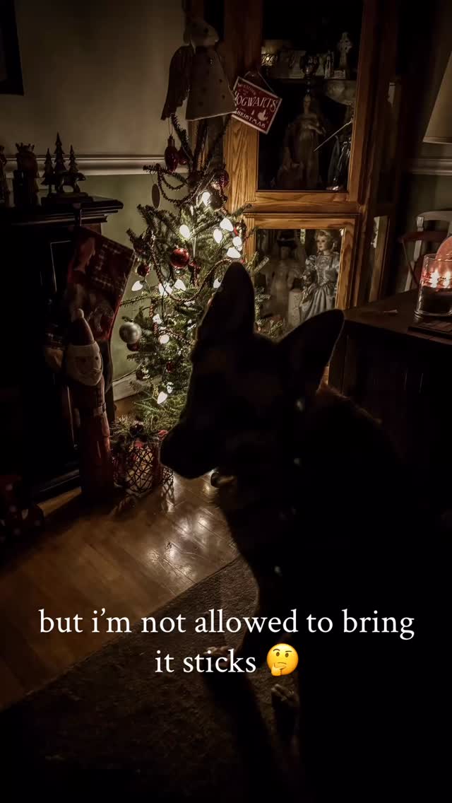 #christmas #christmastree #dogs #dogsofinstagram #pov
