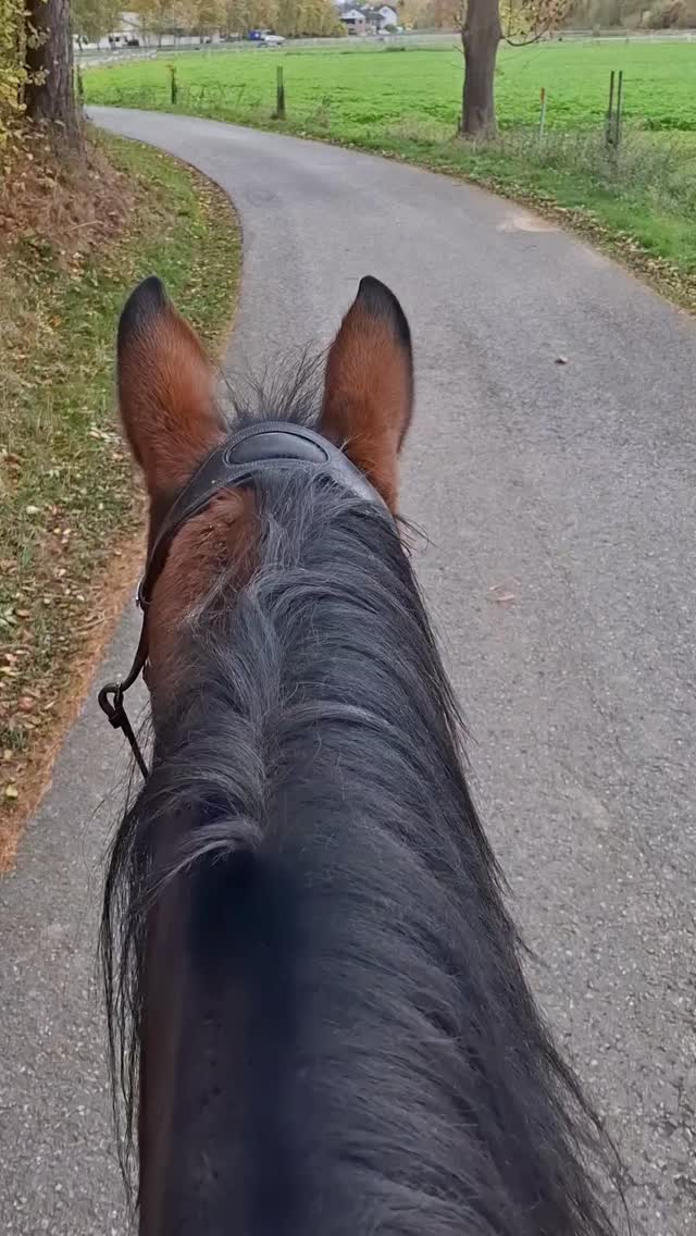 Hey du!
Seid du und dein Pferd schon ein Team?
Melde dich und ich schicke dir kostenlos meinen Blogbeitrag zu!
Ich unterstützte dich und dein Pferd gern dabei, das Team zu werden, von dem du immer schon geträumt hast!