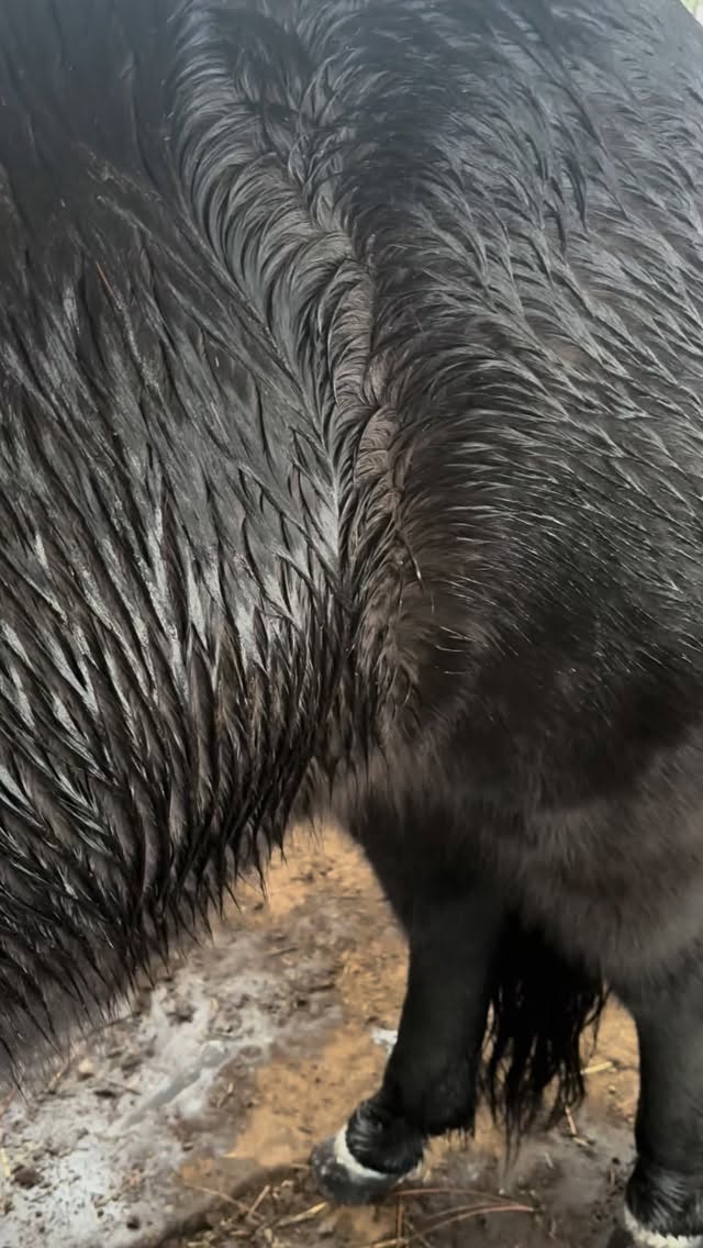Yes, even Icelandic horses can be cold. After significant snowfall and now freezing rain at barely above 32 degrees they got too wet and their internal heater is struggling to keep up. Doesn’t mean they will go under their shelter 🤪🫠😵💫 what now? Put them under cover, offer free choice hay, if that’s not enough: blanket until the storm passes. The moral of the story? Don’t believe the internet and it’s “one fits all” statements about whether Icelandics need blankets or not, instead: ask your horse. Hunched backs, sucked up bellies, cold ears, and shivering are all clear signs of discomfort and need to be addressed. #vinurfarm #winterweather #washingtonsucksrightnow #coldhorses #freezingrain