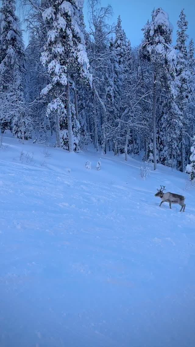 Santa, where are you?
Levi Lapland
#visitlapland #reindeer #santasreindeer