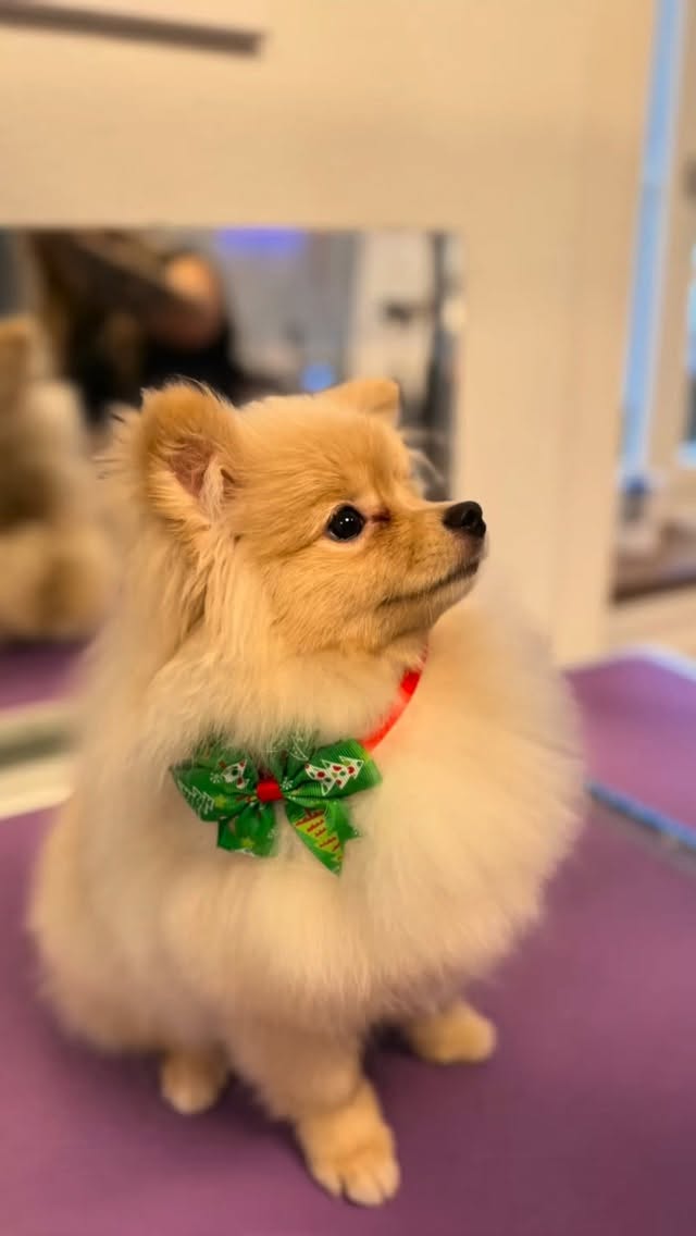 #grooming #hundesalon #luzern #grooming_luzern #pudel