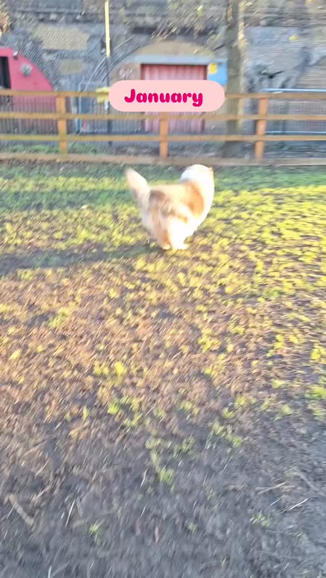 Brixton’s class of 2025 ✨🌸 another year of pups, play, friends and treats.
Are you getting a new dog this Christmas holiday? Get them set off to the best start with a free trial day in one of our purpose built daycares!
Enquire via our website today.
#dogdaycare #pawsandpause #doggydaycare #doggydaycareuk #londondogdaycare #dogsofiglondon #positivereinforcement #puppyschool