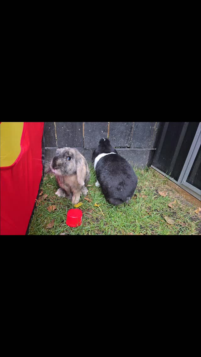 #thecoolbunnysitters #petsitting #bunnysitting #bunnylovers #petcareservices
Simba and Lana are just adorable couple, very cuddly and in love, their bonding is now stronger š š°š,welcome to the Bunny Hotel