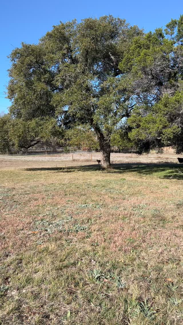 Look closely and you will see our calf, Buttercup, make a dash for it. She’s fast!