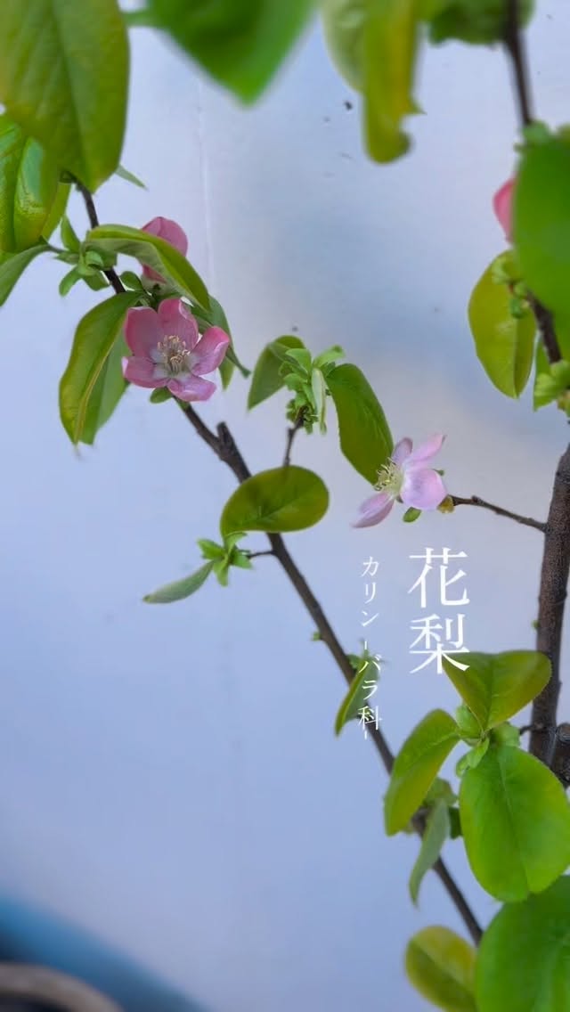 〜 𝑷𝒉𝒚𝒕𝒐𝒕𝒉𝒆𝒓𝒂𝒑𝒚〜
𓂃𓂂𖡼.𖤣𖥧𓈒◌܀ 𓂃
- かりん 花梨 -
(学名:Pseudocydonia sinensis)
旬の時期を少し過ぎてしまいましたが、
うちの近所でまだ売ってました!
今年は我が家で初採れのカリンで
第一弾シロップとジャムを作り、
この度、近くのお店でさらに手に入ったので
第二弾のシロップづくり𓎩
強くて甘い香りを放つカリンは
昔から“喉を守る果実”として大切にされてきました
生では硬くて渋い、
またアミグダリンを含み
そのままだと有毒物質を発生させることから
必ず下処理が必要です
シロップやはちみつ漬けにすると
植物の叡智がやさしくひらきます
香りはエネルギーの浄化
喉のチャクラに働きかけ
「本当の声で生きる」ことを後押ししてくれる果実です
季節の恵みを
心と身体、そして魂へ届けます🍃
🍐 カリン(花梨)のちから 🍐
・喉の痛み、咳、声枯れに
・抗菌・抗ウイルス作用
・整腸作用
・疲労回復
・利尿作用
など
🍐 手しごと|甜菜糖でつくるカリンシロップ 🍐
体を冷やしにくい甜菜糖を使って
喉の痛いときはスプーン1杯を舐めたり
日常に寄り添うシロップです
【材料】
カリン:甜菜糖=1:1.1
【作り方】
① カリンはよく洗い、約5ミリ幅の銀杏切り
種も捨てずに茶こしパックに詰めておきます
② 消毒した保存瓶に
カリン(種)と甜菜糖を交互に重ねる
※甜菜糖で必ず蓋をしてカリンの表面を隠します
③ 蓋をして 1日1回、やさしくかきまぜる
甜菜糖が溶けて果実が浸れば完成
(目安:2〜3週間)
※ひと月以上浸けてしまうと渋みや苦味が増して、濁りが出てきます。様子を見て果実は取り出してください。
【おすすめの飲み方】
・お湯割りで喉ケアに
・ハーブティーにひとさじ
・炭酸で割って
˚°ºᵒ•♡•ᵒº°˚♢°ºᵒ•♡•ᵒº°˚♢°ºᵒ•♡•ᵒº°˚
《1月スケジュール》
別アカウントのスケジュールも入るため随時更新。
気軽にDMにて
お問い合わせください。
⁎⑅⃝⁎୨୧⁎⑅⃝⁎୨୧⁎⑅⃝⁎୨୧⁎⑅⃝⁎୨୧⁎⑅⃝⁎୨୧⁎⑅⃝
《募集中講座》
🌿ロースイーツパティシエ認定講座
→ロースイーツのノウハウを学びます
🌿ローショコラパティシエ講座
→ローチョコレートに特化した講座です
🌿他リクエスト可能
🌹花おはぎレッスン
ヴィーガン仕様のあんこを使った可愛いお花絞り
🌹ショコラフラワー講座
仕様の違う3種類のチョコレートでお花絞り
🌿𝒍𝒐𝒉𝒂𝒔𝑻𝑰𝑪 は
日本ヘルシーフード協会
『ロースイーツパティシエ』
『ローショコラパティシエ』
𝒓𝒂𝒘&𝒓𝒂𝒘認定校になります
🍎発酵料理教室 円居認定講師
🌹社)𝑨𝑳𝑨
『ショコラフラワー認定講師』
になります
*+*+*+*+*+*+*+*+*+*+*+*+*+*+*+*
☆𝑳𝑰𝑵𝑬 (𝑰𝑫→@𝟥𝟩𝟨𝗊𝗎𝗏𝗅𝗂)のお友達追加で
ロースイーツレッスンがお得に受けられるクーポン配布中♡
*・゚゚・*:.。..。.:*・゚゚・*:.。. .。.:**・゚゚・*:.。..。.:*・゚゚・*:.。.
《𝒍𝒐𝒉𝒂𝒔𝑻𝑰𝑪 𝒔𝒘𝒆𝒆𝒕𝒔》
#ロースイーツ #発酵スイーツ #植物療法 #花おはぎ
#スピリチュアルサロン