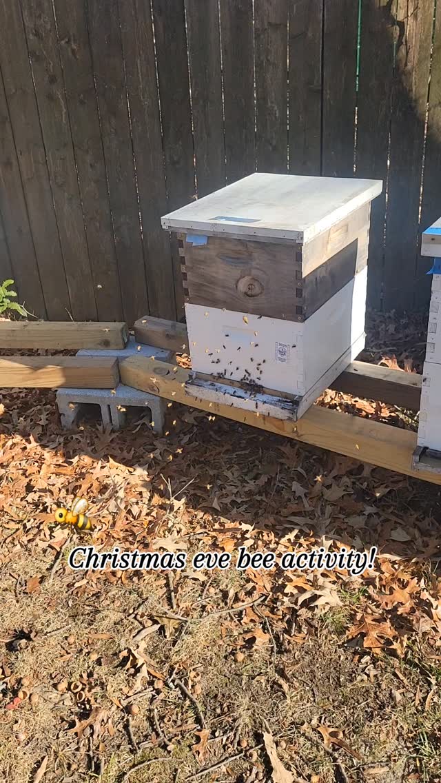 What honeybees do on warm winter days