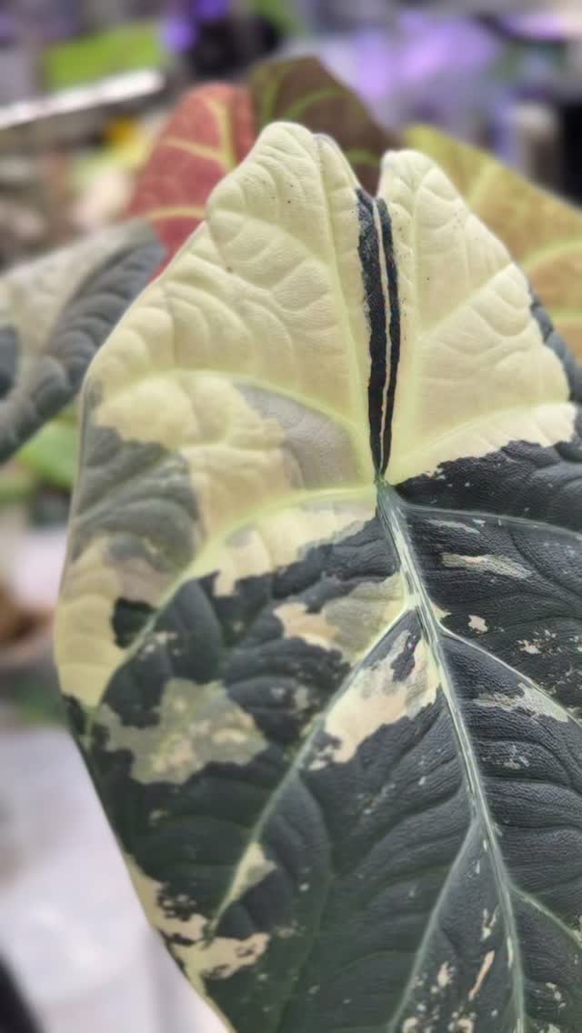 Hope you’re enjoying this holiday week, planty friends! 🎄🕎
I’m a proud momma! This Maharani Albo has been growing thru thick and thin with me.
Are they still popular?
#alocasiamaharanialbo #plantsmakepeoplehappy #indoorjungle #growingcorms #alocasialover #plantsofinstagram #alocasiaofinstagram #plantlife