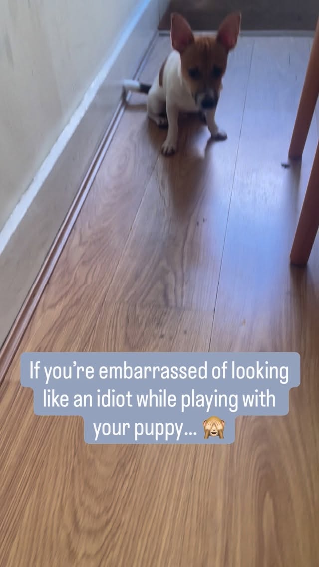 THIS. This right here is what matters. 👆
Not what your neighbor thinks.
Not if you look “cool.”
Not if someone saw you through the window acting like a complete clown.
THIS happy, wiggly, joy-filled puppy is what you should be focusing on.
Your pup is living their BEST life with YOU.
So stop worrying about looking foolish and start focusing on creating THIS level of happiness for your dog.
Because THIS is what builds:
✨ Unbreakable bonds
✨ Confident
✨ Well-adjusted dogs
Your puppy’s joy is worth way more than your pride.
On a scale of 1-10, how goofy do you get during playtime? 🤪
#puppyhappiness #puppytraining #newpuppyparent #dogtrainer #puppytrainingtips