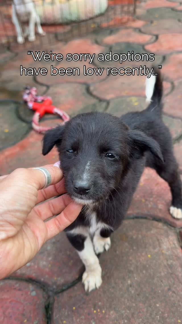 They deserve better. They deserve a loving home.
#animalrescue #animalshelter #dogsofinstagram #adoptdontshop #puppylove