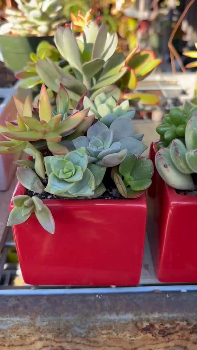 Both the NYTimes and the Wash Post said these were just lovely. While Nancy Pelosi and Martha Stewart exclaimed they are fabulous. LOL. What do you think ?