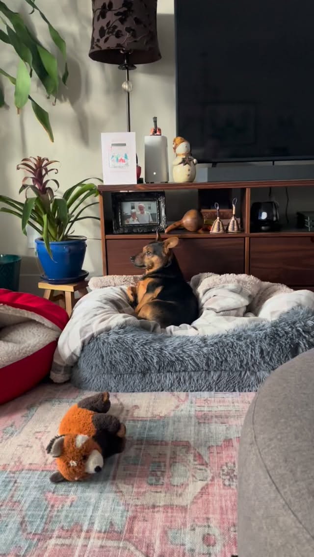 Feelin’ kinda sexy, kinda dreamy today. *kiss kiss*
Mini Roscoe
#dogsitter #asheville #petsitter #sexy #wellhello