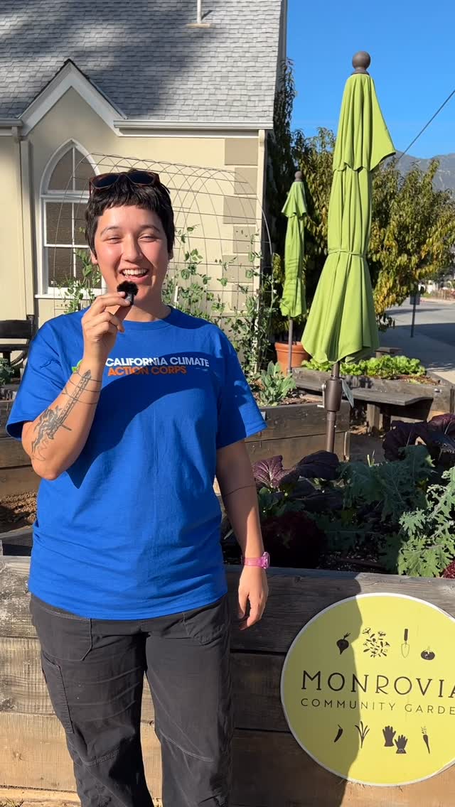 Our winter veggies are growing strong! Check out this quick winter garden tour and stop by the garden to see what we have ready for harvest! As always, take what you’ll eat and leave the rest for your neighbors to harvest and enjoy! 🌱