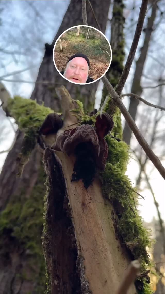 Judasohren im Wald finden und zubereiten.
#winterpilze #holunder #judasohr #waldspaziergang #archaischkochen