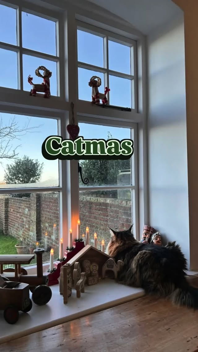 Freja steals the show.
#christmascat #meowmeow