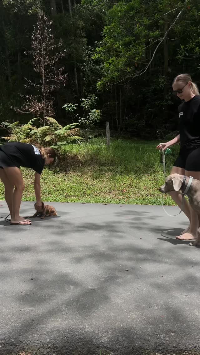 Maple, Ghibli and Selkie the dachshunds ⭐️ (and Maia)
Thursday last week 💫