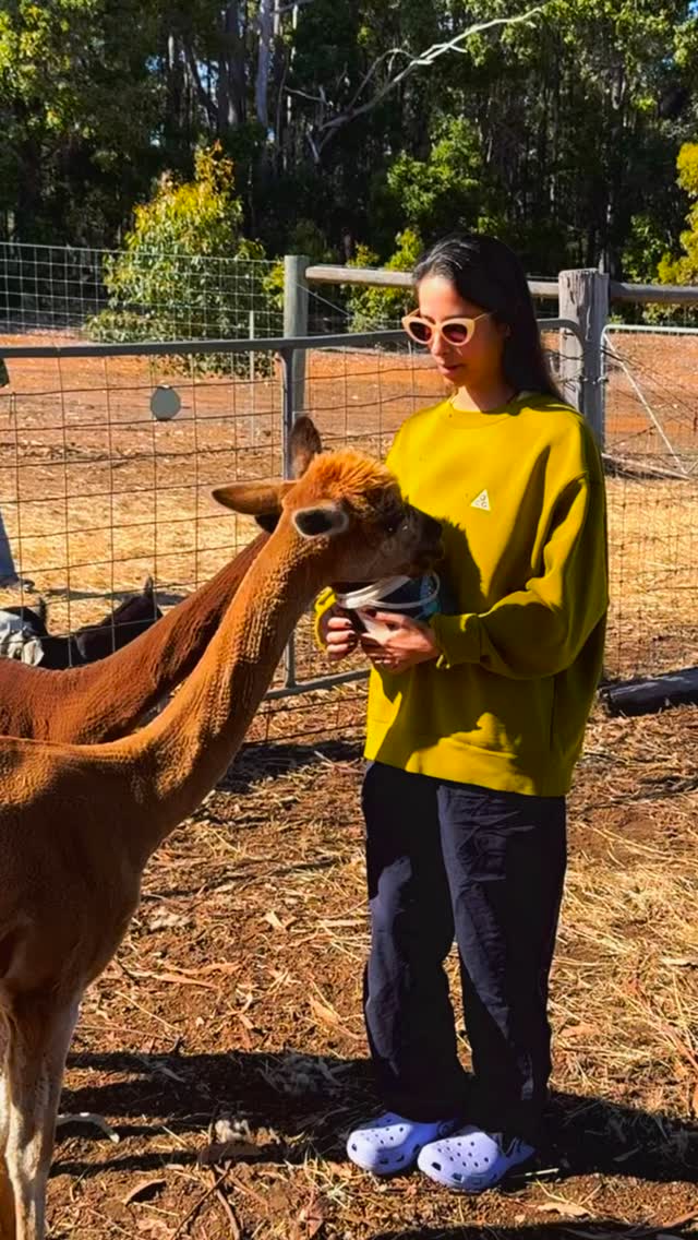 Alpaca love ❤️ our newest additions to Jarrah Glen enjoying their breakfast this morning!
#wildinourheart #westernaustralia #alpaca #farmstay #southwestwa