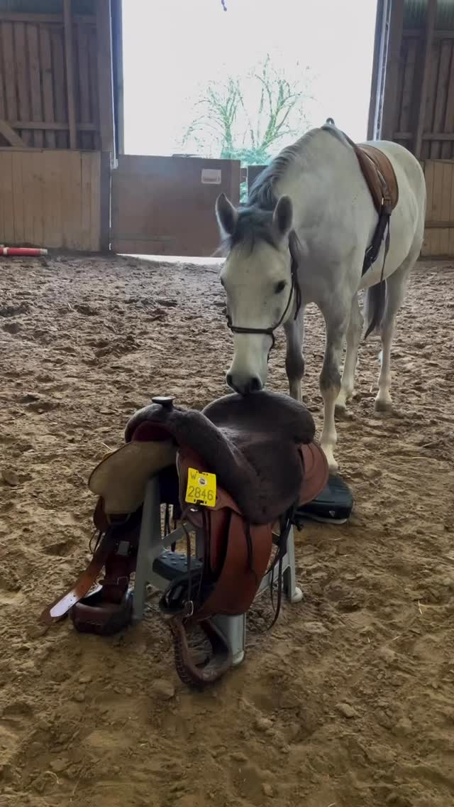 Das erste entspannte Satteln
- dabei hatte er früher PANIK davor‼️
Die Vorgeschichte:
Dieses Pferd ist losgebuckelt, sobald nur der Sattel auf dem Rücken war. Satteln = pure Angst fur beide Seiten.
Heute siehst du:
👉Er schnüffelt neugierig am Sattel
👉Lässt das Pad entspannt auflegen
👉Bleibt ruhig, als der Sattel dazukommt
👉Seitliche Biegung - völlig entspannt
Was hat sich geändert?
Prinzip Annäherung-Rückzug - jeder Schritt in seinem Tempo.
Keine Überrumpelung, kein Zwang. Nur geduldiger Aufbau von Vertrauen.
Das Ergebnis spricht für sich: Aus Panik wurde Gelassenheit.
Das kann JEDES Pferd lernen! Egal, wie schlimm es mal war.
Das Gurten zeig ich im nächsten Video! 🎥
#anjaschwien #problemlösung #Kommunikation#proridehorsemanship