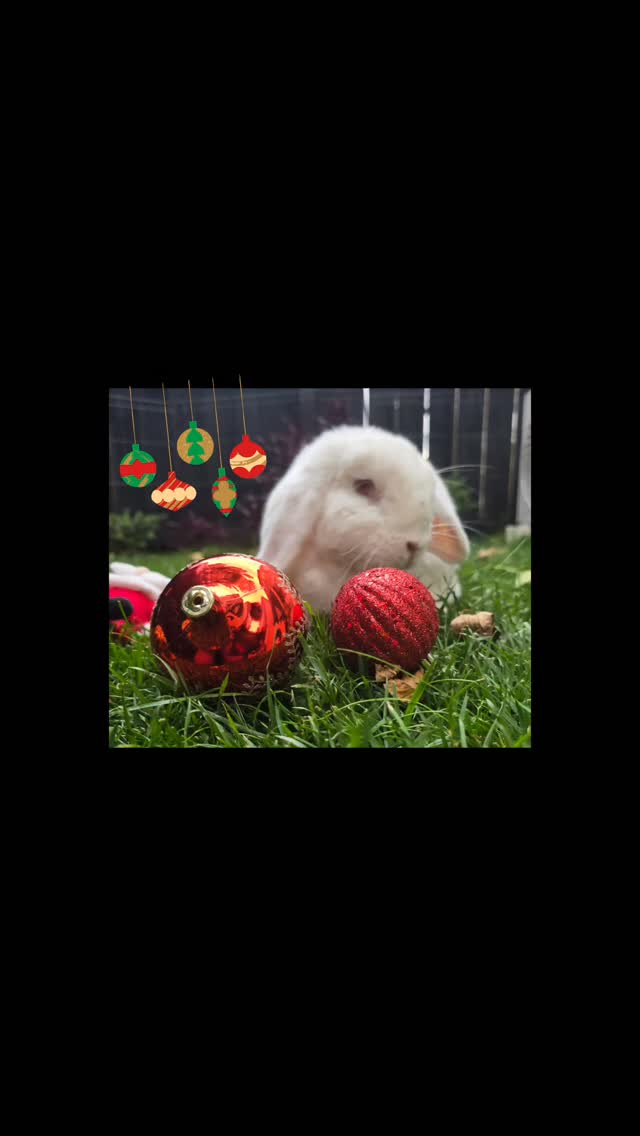 #thecoolbunnysitters #petsitting #bunnysitting #bunnylovers #Christmas
VIP Pop Corn back at his favorite Hotel, he is soo cute and loves the Xmass spirit 💖, we love you pop corn, enjoy your break 😊 🐰