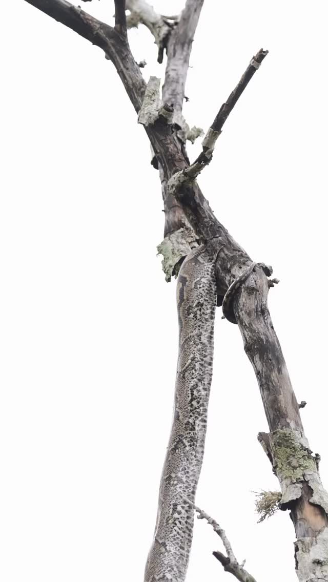 🐍🍃 Así funciona la vida en estado natural.
Cada especie cumple un rol.
Cada acción tiene un propósito.
En Fundación Vivarium promovemos el respeto y el conocimiento de la fauna, incluso cuando la naturaleza nos muestra su lado más crudo.
🌍 Proteger comienza por entender.
#FundaciónVivarium #RespetoPorLaNaturaleza #FaunaSilvestre #Conservación #snake