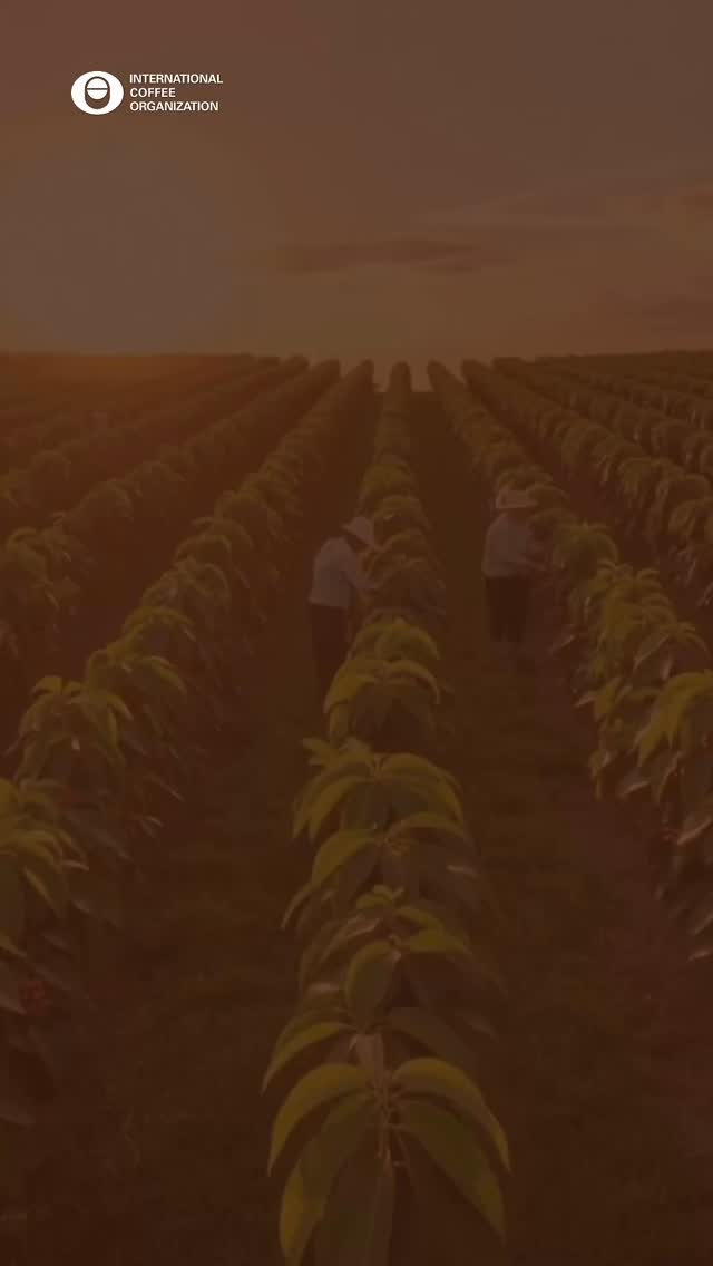 Coffee is, and will continue to be, a powerful driver of progress.
Even in the face of so many challenges, we believe that coffee is part of the solution.
Whether such difficulties are environmental, economic or social, coffee paves the way for prosperity and generates development at the local, regional and global levels. For this reason, in 2026 the ICO is launching its “Coffee is Part of the Solution” campaign to share stories and projects that demonstrate how our sector plays a key role in delivering meaningful transformation.
And of course, we invite our community to take part.
Share your stories, projects and results — and don’t forget to tag us!
#CoffeeIsPartOfTheSolution