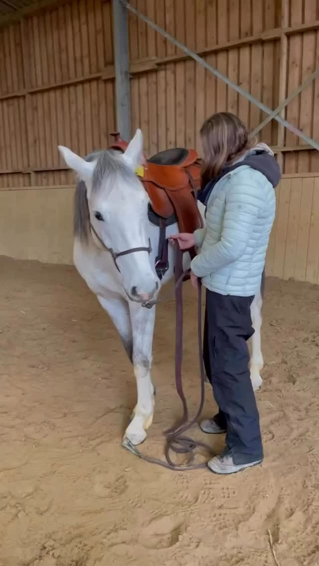 Teil 2: Erstes Gurten - wir haben das schon ein paar Mal ausprobiert!
Die Wahrheit: Vorher hat er ganz anders reagiert.
Wir mussten erst checken, was funktioniert.
Jetzt siehst du, wie es gut läuft:
✅Gurt anziehen - dann wieder etwas lockern
✅Annähern - zurückgehen - wieder annähern
✅Nie „volle Kanne“ anziehen - das Pferd nicht erdrücken
✅Nur so fest, dass der Sattel nicht rutscht
✅Kein Zwang, kein Einquetschen
Dann sofort in die Bewegung - sieh dir an, wie entspannt er jetzt geht:
✅Kein Wegspringen vor Panik
✅Er kann frei atmen und sich bewegen
✅Der Gurt wird zur Normalität
Das ist der Unterschied:
Mehrfach ausprobieren, bis es für BEIDE passt.
Jedes Pferd braucht seinen eigenen Weg.
Mit Geduld finden wir ihn!
#anjaschwien #gurten #proridehorsemanship