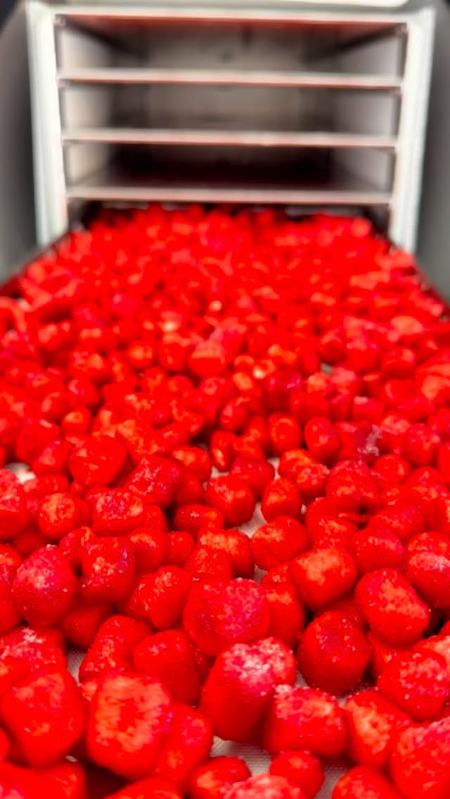 Sweet? Spicy? Peppermint? 👀 take your guesses now. 👀👀👀 these sweet treat are one of our best sellers here at FREEZIEs treats where we are making the tastiest treats on the internet and shipping them right to your door! We have a secret deal just for you. Head to our website by commenting the word TRY now to get the link sent to you. Remember not all freeze dried candy is the same we are the best and we are proud to be making your your favorite treats for 6 years now!